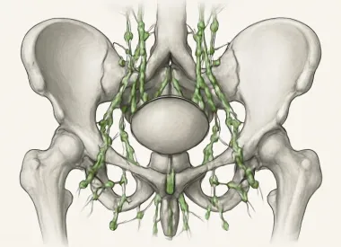 Лимфатические узлы малого таза