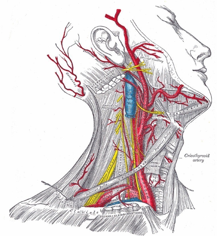 Анатомия сосудов и артерий шеи