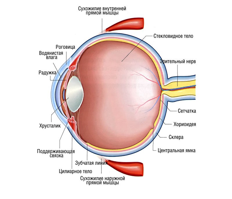 Анатомия глазного яблока