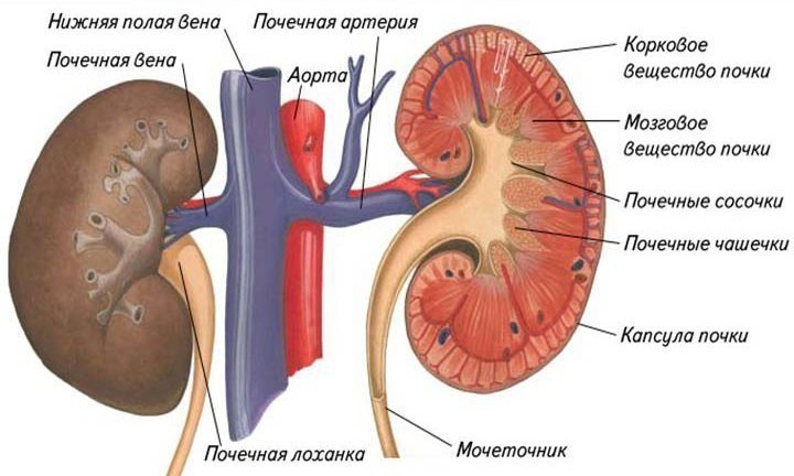 Почечные артерии