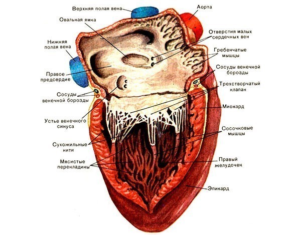 Анатомия сердца человека