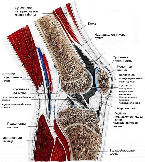 Анатомия колена человека