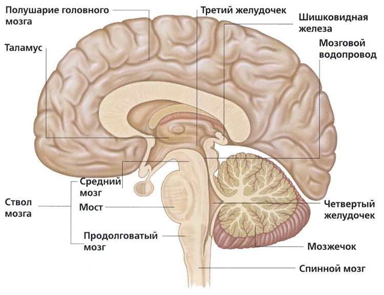 Анатомия мозга