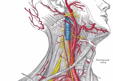 Анатомия сосудов шеи человека