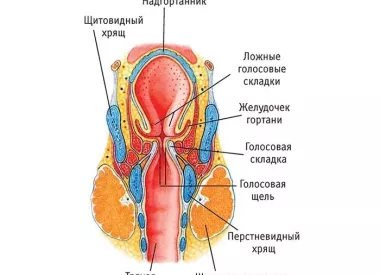 Анатомия гортани человека