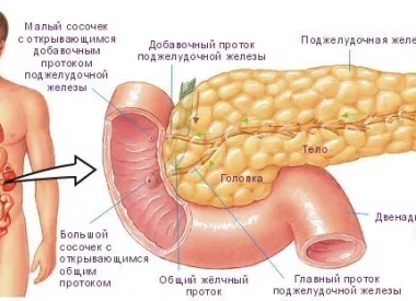 Анатомия поджелудочной железы