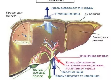 Анатомия печени