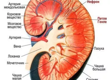 Анатомия почки