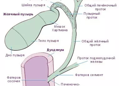 Анатомия желчного пузыря