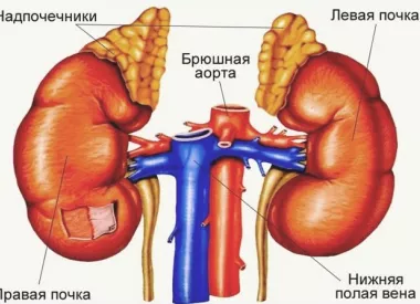 Анатомия надпочечников