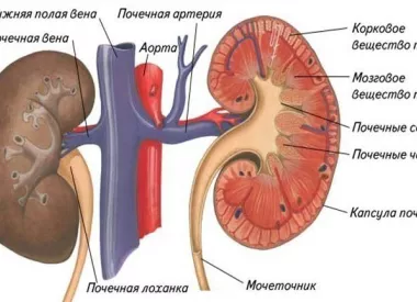 Анатомия почечных артерий