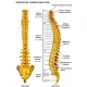 Позвоночный столб человека