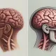 Строение головы человека