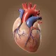 Анатомия сердца