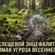 Клещевой энцефалит: невидимая угроза весеннего леса