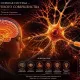 Центральная нервная система: архитектура хрупкого совершенства
