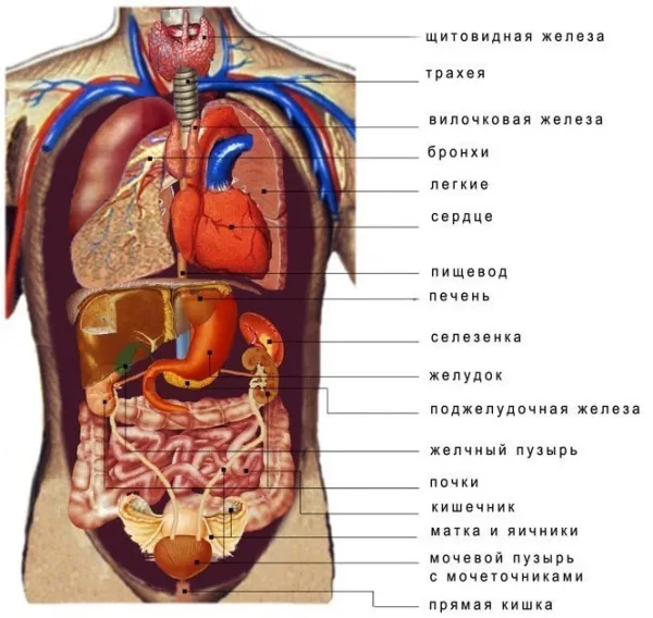 Внутренние органы человека