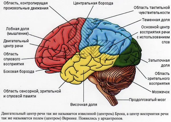 Анатомия мозга человека