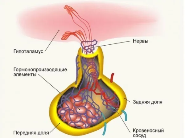 Анатомия гипофиза человека