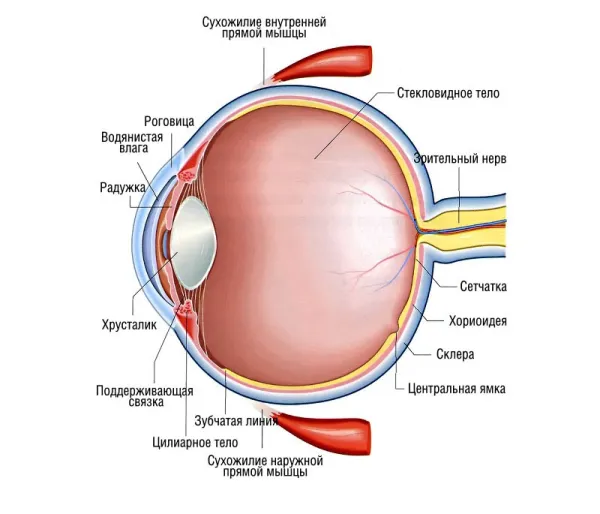 Анатомия глаза человека