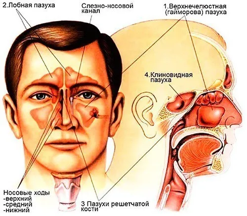 Анатомия пазух носа человека