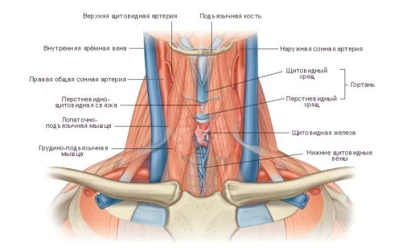 Анатомия шеи человека