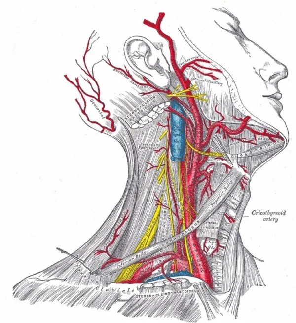 Анатомия сосудов шеи человека
