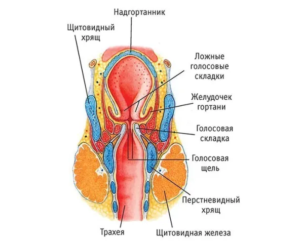 Анатомия гортани человека