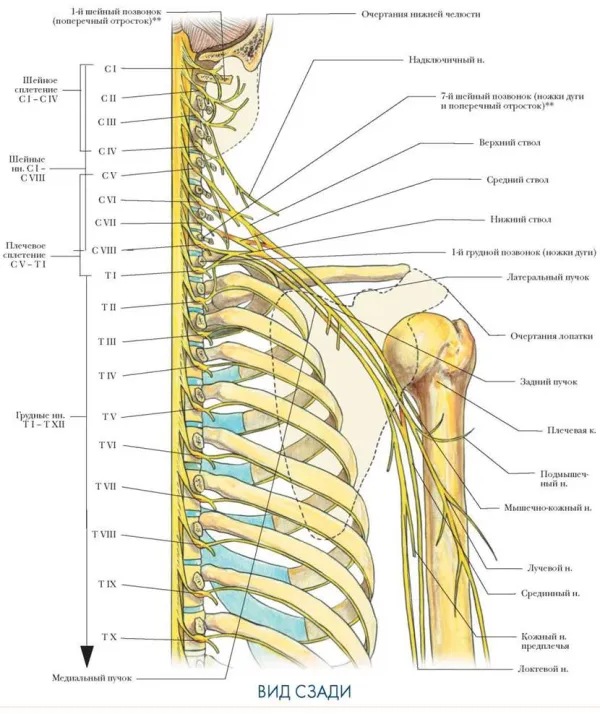 Анатомия плечевых нервных сплетений