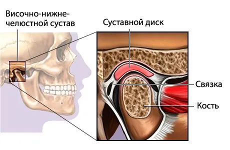 Анатомия челюстного сустава