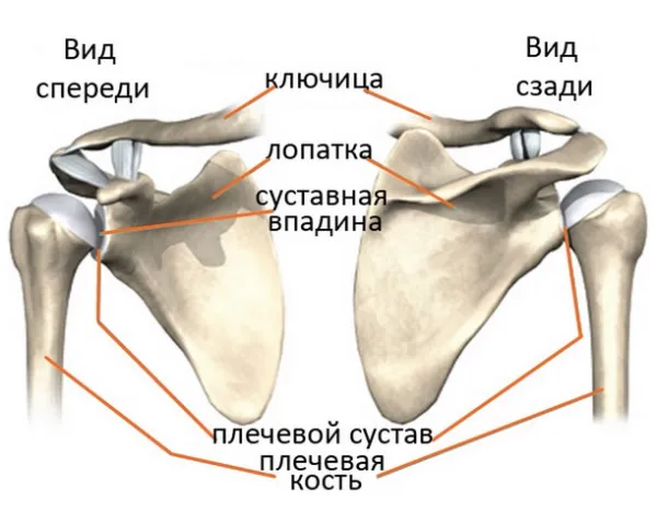 Анатомия плечевого сустава