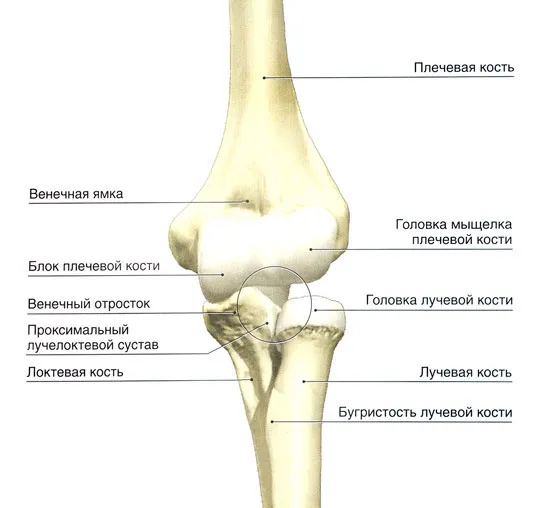 Анатомия локтевого сустава