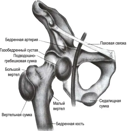 Анатомия тазобедренного сустава