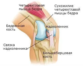 Анатомия коленного сустава