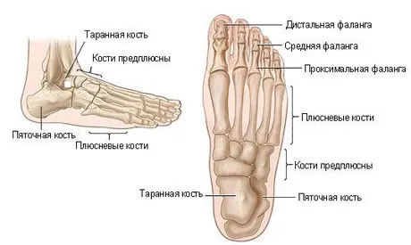 Анатомия голеностопного сустава