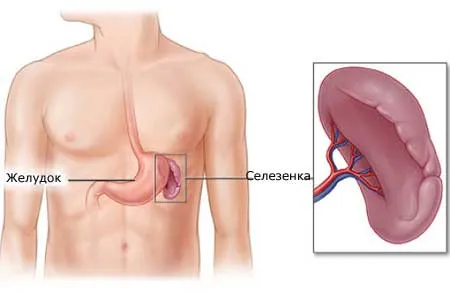 Анатомия селезенки
