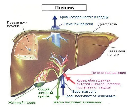 Анатомия печени