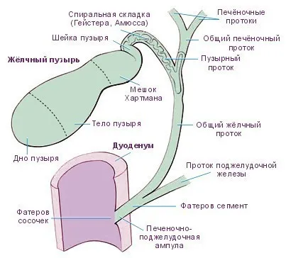 Анатомия желчного пузыря