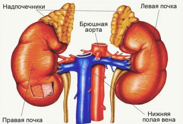 Анатомия надпочечников