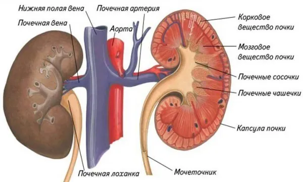 Анатомия почечных артерий