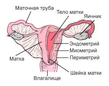 Анатомия матки