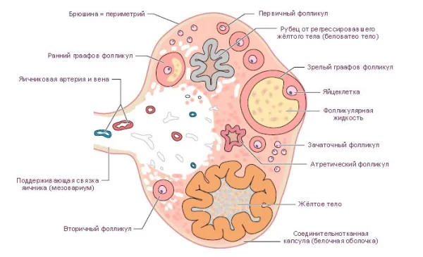 Анатомия яичников