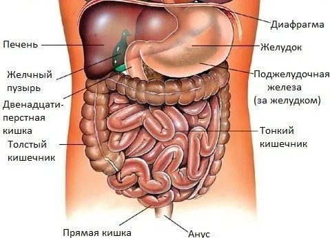 МРТ брюшной области и малого таза