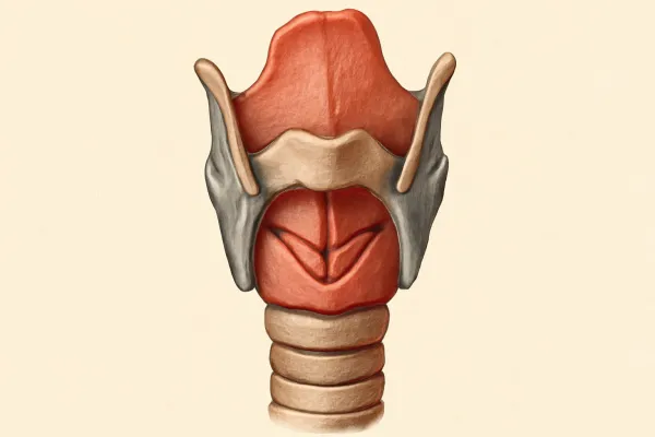 МРТ гортани в Тушино