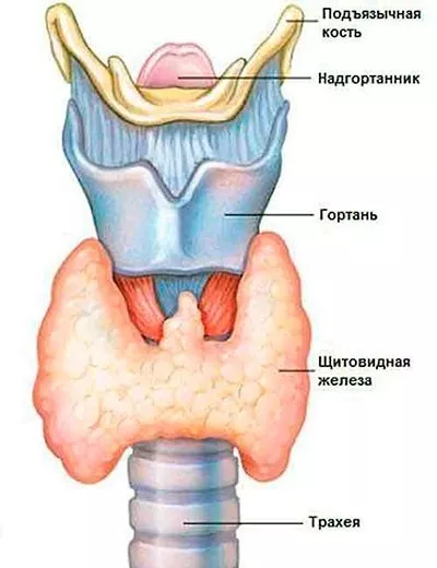 Расположение щитовидной железы у человека