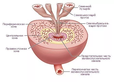 Анатомия предстательной железы